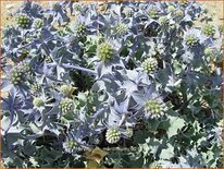 Eryngium maritimum