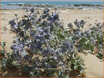 Eryngium maritimum