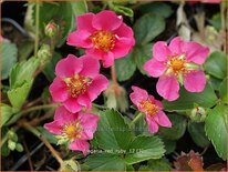 Fragaria 'Red Ruby'