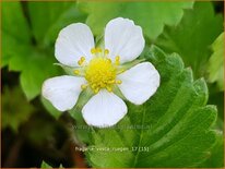 Fragaria vesca 'Rügen'