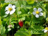Fragaria vesca 'Rügen'