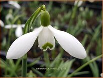 Galanthus 'S. Arnott'