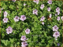 Geranium 'Joy'