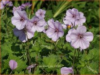 Geranium 'Joy'