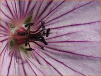 Geranium 'Joy'