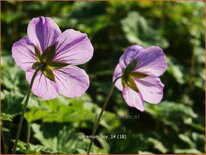 Geranium 'Joy'