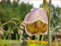 Gladiolus papilio