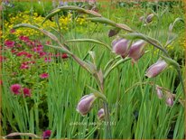 Gladiolus papilio