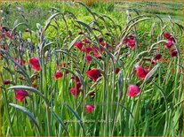 Gladiolus papilio 'Ruby'