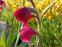 Gladiolus papilio 'Ruby'
