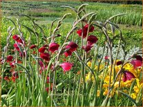 Gladiolus papilio 'Ruby'