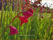 Gladiolus papilio 'Ruby'