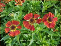 Helenium 'Dunkle Pracht'