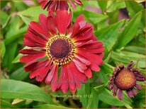 Helenium 'Ranchera'