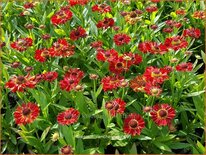 Helenium 'Ranchera'