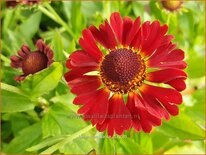 Helenium &#39;Salsa&#39;
