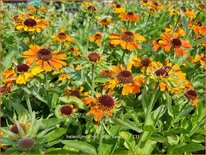 Helenium 'Short and Sassy'