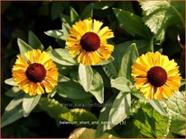 Helenium 'Short and Sassy'