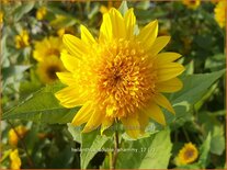 Helianthus 'Double Whammy'