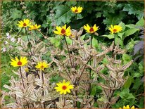 Heliopsis helianthoides &#39;Summer Pink&#39;
