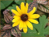 Heliopsis helianthoides &#39;Summer Pink&#39;