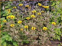 Heliopsis helianthoides &#39;Summer Pink&#39;
