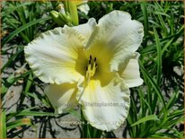 Hemerocallis 'Arctic Snow'