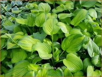 Hosta 'Guacamole'
