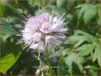 Hydrophyllum virginianum