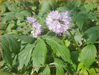 Hydrophyllum virginianum