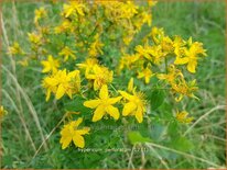 Hypericum perforatum