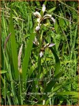 Iris foetidissima
