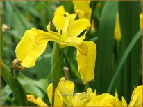 Iris pseudacorus