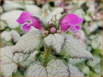 Lamium maculatum 'Red Nancy'