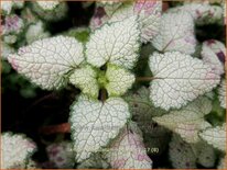 Lamium maculatum 'Red Nancy'