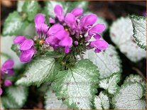 Lamium maculatum 'Red Nancy'