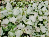 Lamium maculatum 'Red Nancy'
