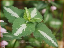 Lamium maculatum &#39;Shell Pink&#39;