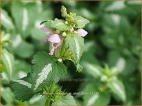 Lamium maculatum &#39;Shell Pink&#39;