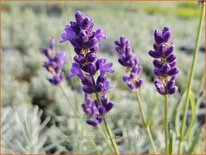 Lavandula angustifolia &#39;Peter Pan&#39;
