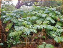 Melianthus major