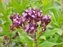 Origanum laevigatum &#39;Herrenhausen&#39;
