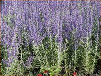 Perovskia atriplicifolia &#39;Little Spire&#39;