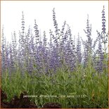 Perovskia atriplicifolia &#39;Little Spire&#39;