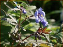 Polemonium reptans &#39;Heaven Scent&#39;