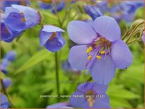 Polemonium reptans &#39;Heaven Scent&#39;