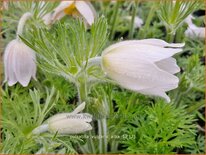 Pulsatilla vulgaris 'Alba'