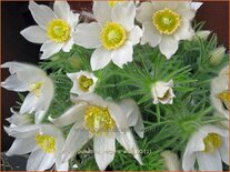 Pulsatilla vulgaris 'Alba'