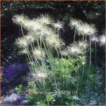 Pulsatilla vulgaris 'Alba'