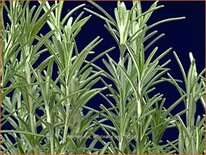 Rosmarinus officinalis 'Arp'